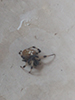 shamrock orbweaver