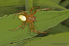 shamrock orbweaver