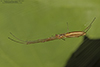 stretch spider (Tetragnatha sp.)