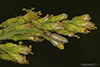 stretch spider (Tetragnatha sp.)