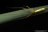 stretch spider (Tetragnatha sp.)