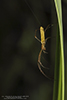 stretch spider (Tetragnatha sp.)