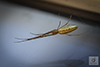 stretch spider (Tetragnatha sp.)