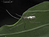 stretch spider (Tetragnatha sp.)