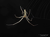 stretch spider (Tetragnatha sp.)