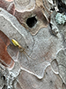 stretch spider (Tetragnatha sp.)
