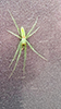 stretch spider (Tetragnatha sp.)
