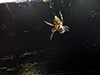western lynx spider
