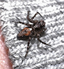 western lynx spider
