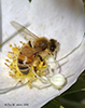 white-banded crab spider