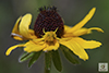 white-banded crab spider