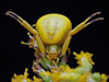 white-banded crab spider