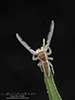 white-jawed jumping spider