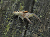 white-jawed jumping spider
