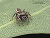 bronze jumping spider