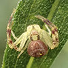 crab spider (Mecaphesa sp.)