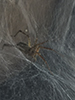 grass spider (Agelenopsis sp.)