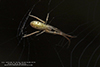 stretch spider (Tetragnatha sp.)