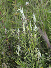Pseudomonas syringae pv. tagetis (Pst)