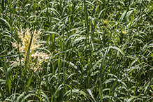 apical chlorosis of Canada thistle (Pst)