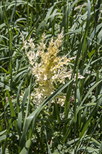 apical chlorosis of Canada thistle (Pst)