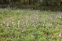 apical chlorosis of Canada thistle (Pst)