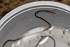 horsehair worm (Order Gordioidea)