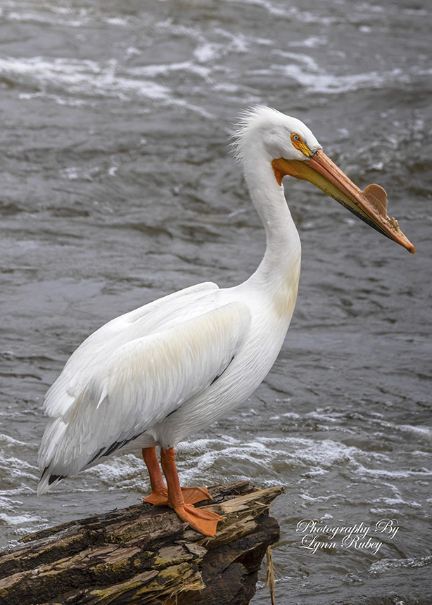 Tallahassee residents are enjoying sight of American white pelicans