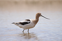 American Avocet