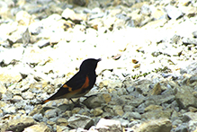 American Redstart