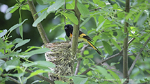 American Redstart