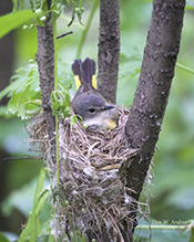 American Redstart