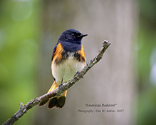 American Redstart