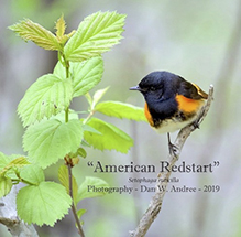 American Redstart