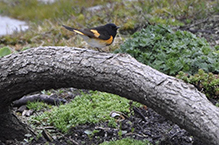 American Redstart