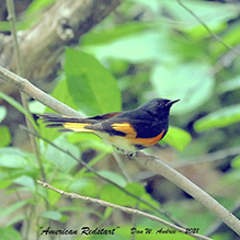 American Redstart