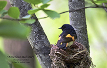 American Redstart