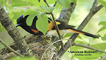 American Redstart