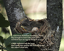 American Redstart