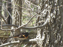 American Redstart