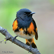 American Redstart