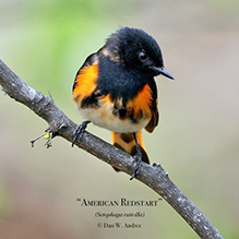 American Redstart