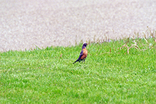 American Robin