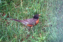 American Robin