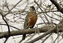 American Robin