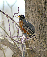 American Robin