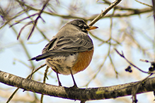 American Robin