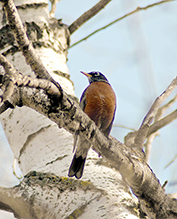 American Robin