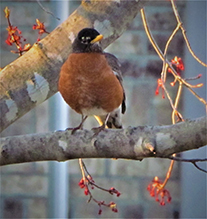 American Robin