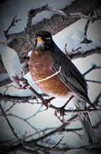 American Robin